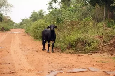 Conflicto en la Amazonía: Demanda contra Lula por Carretera que Amenaza la Deforestación