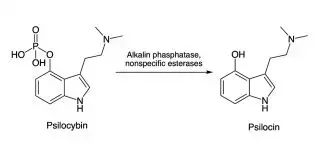 Psychedelic Healing: Psilocybin's Role in Mental Health Treatment