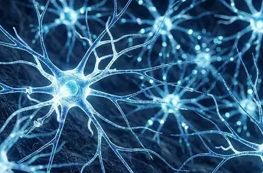 Brain Circuitry: Acetylcholine's Role in Serotonin Release Unveiled