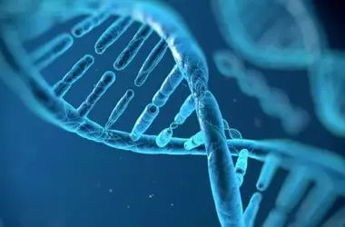 Genetic Links to Autism and ADHD Brain Structures