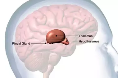 The Evolutionary Journey of Vertebrate Vision: From a Single 'Third Eye' to Complex Paired Organs