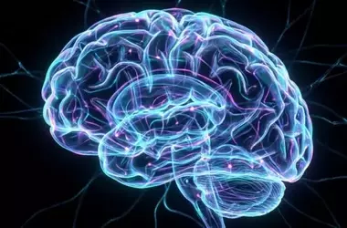 Fetal Brain Development Predicts Early Childhood Vocabulary