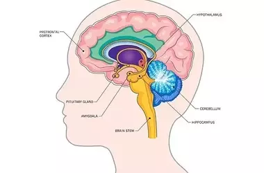 Brain Scan Snapshot More Effective Than Tracking Shrinkage for Predicting Memory Decline