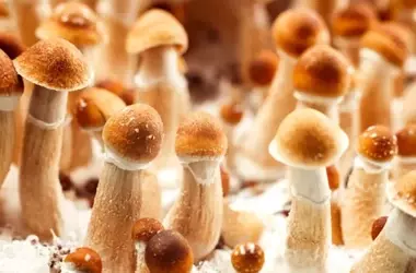 Promising Pilot Study: Psilocybin-Assisted CBT for Major Depressive Disorder