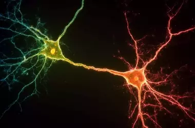 SSRIs Exert Divergent Effects on Serotonin Neurons