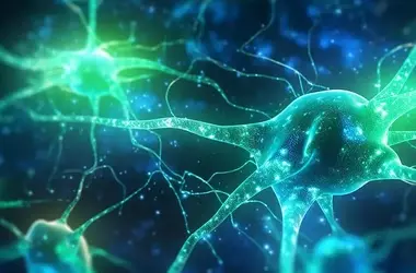 Excessive Brain Inhibition Linked to Age-Related Memory Decline