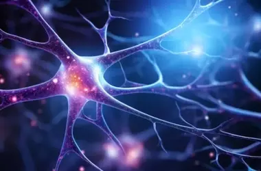 Brainstem Network Crucial for Attention Identified