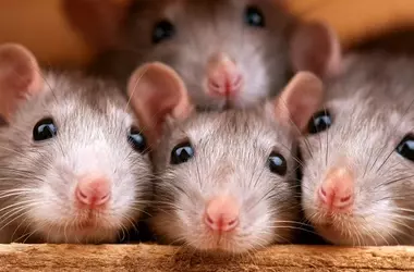 Rats Exhibit Genuine Empathy