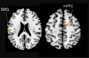 The Brain's Bias: Prioritizing Antagonism Over Amity in Social Cognition