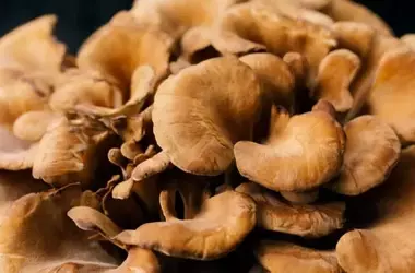 Daily Maitake Mushroom Consumption May Boost Memory in Older Adults