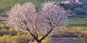 Four Transformative Advantages of Self-Kindness