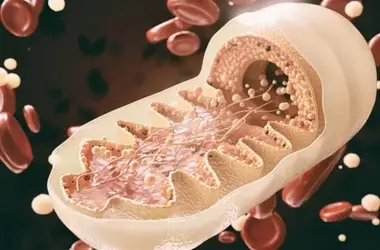Discovery of 'Mitochondrial Plaques' Offers New Insights into Alzheimer's Disease